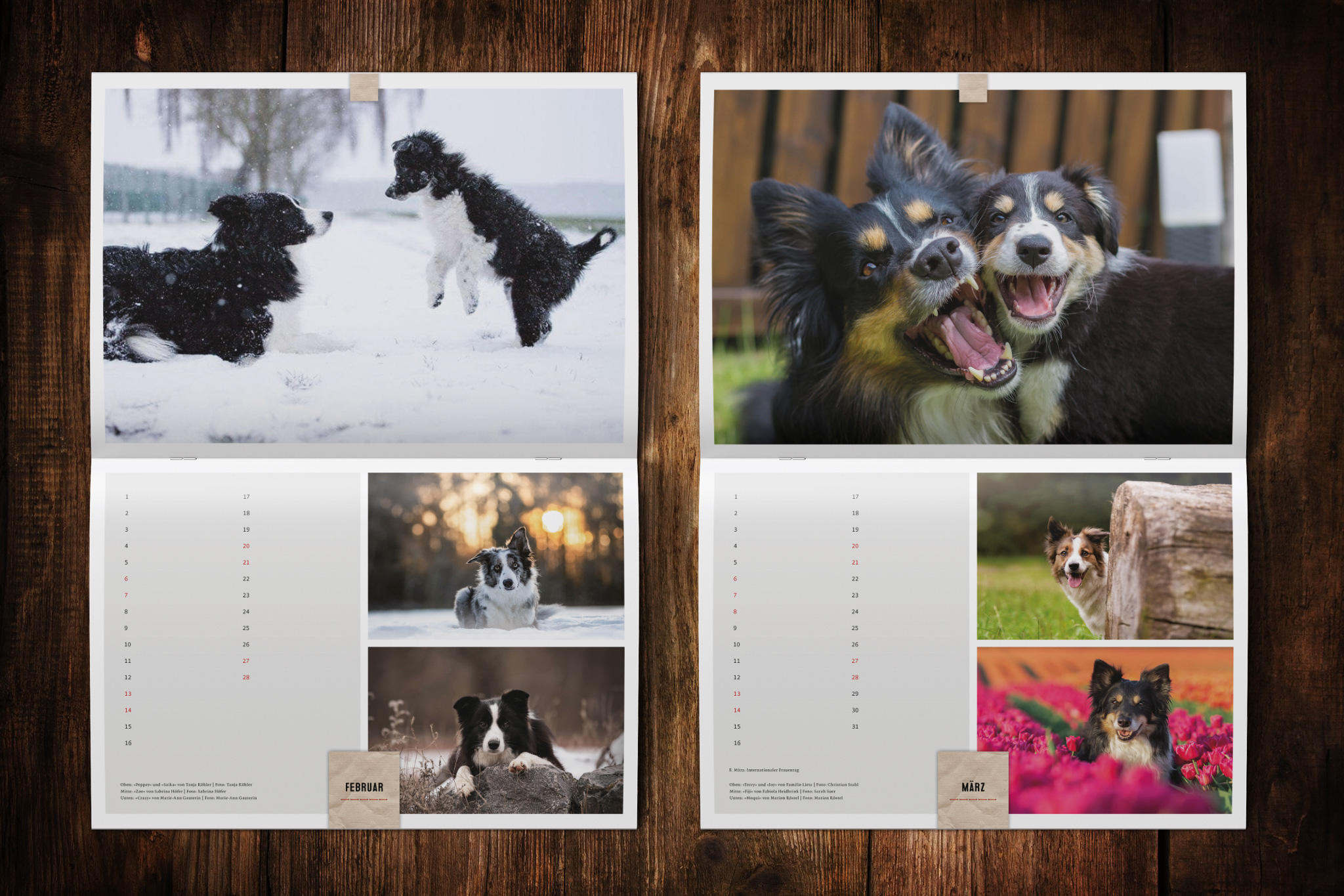 Wandkalender zugunsten von Border Collie in Not