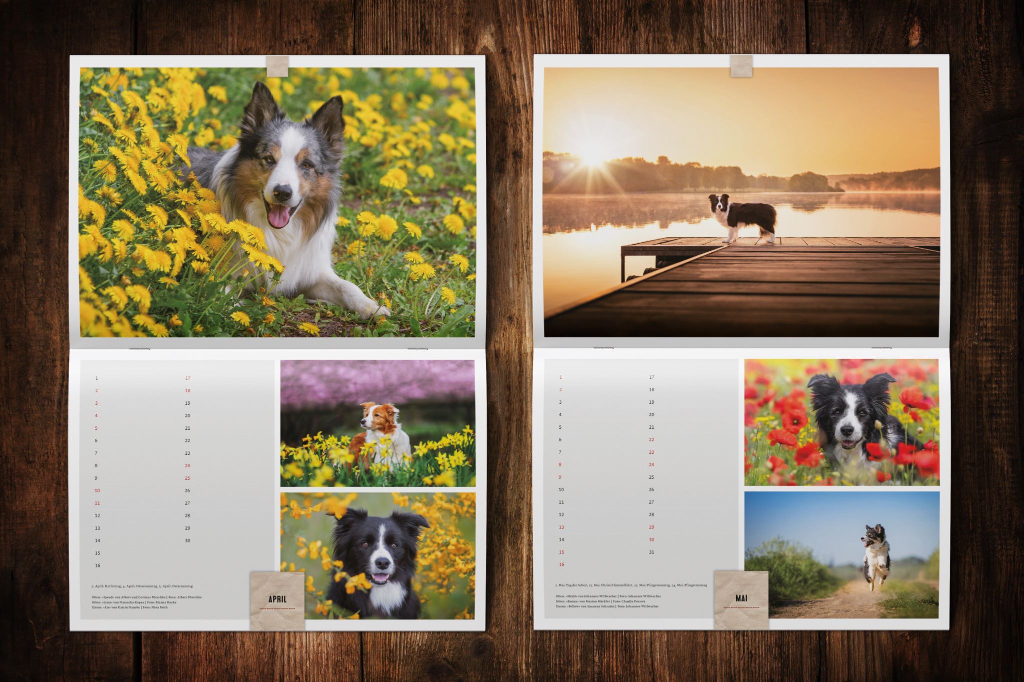 Wandkalender zugunsten von Border Collie in Not