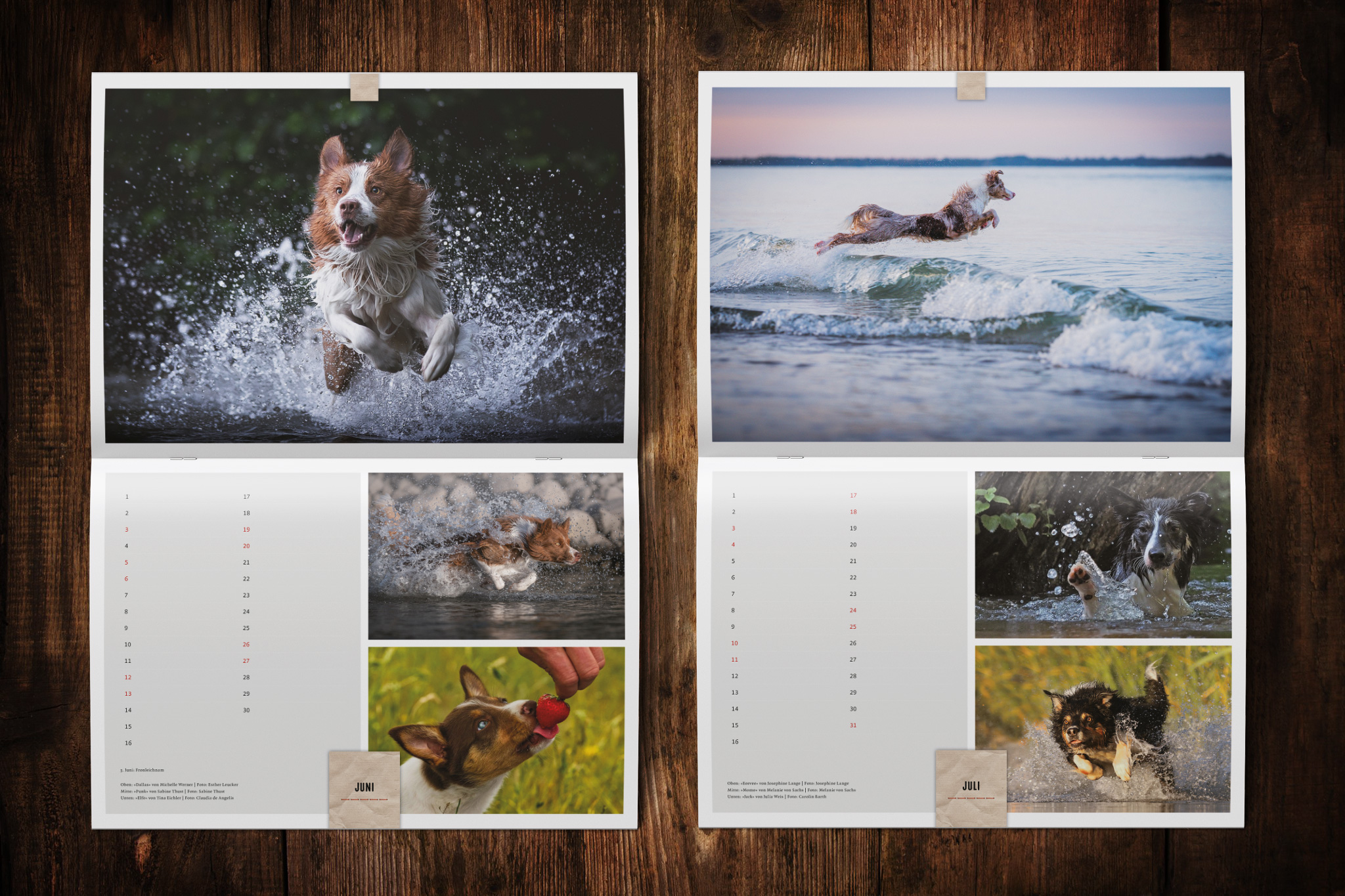 Wandkalender zugunsten von Border Collie in Not