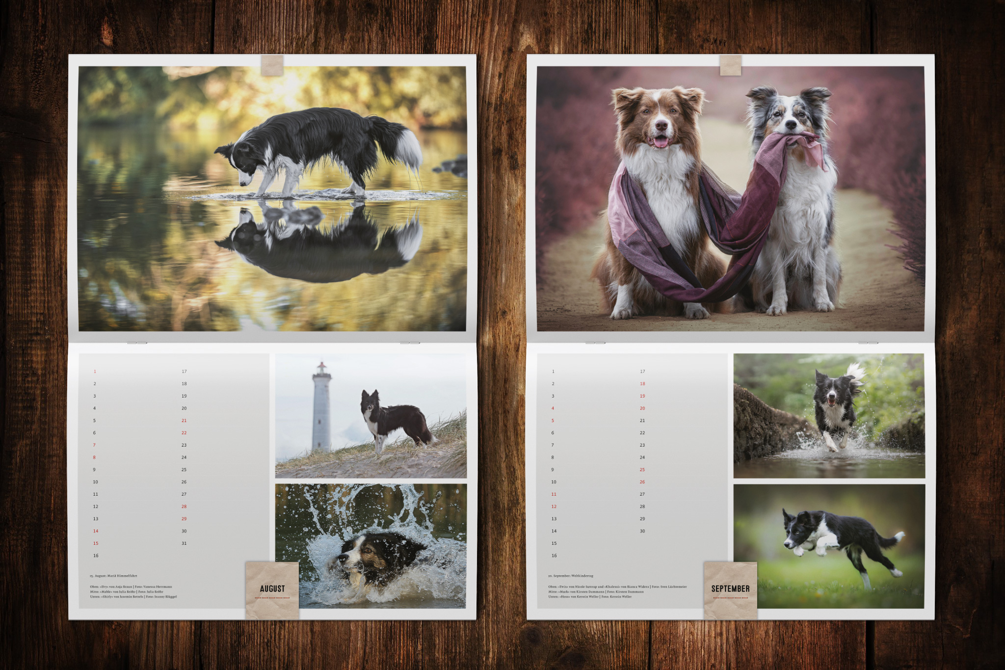 Wandkalender zugunsten von Border Collie in Not