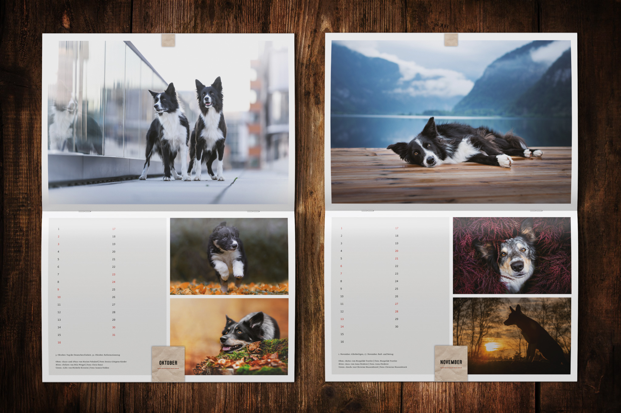 Wandkalender zugunsten von Border Collie in Not