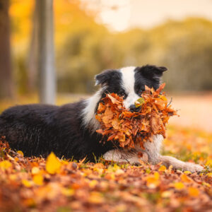 Border Collie Rüde Beau