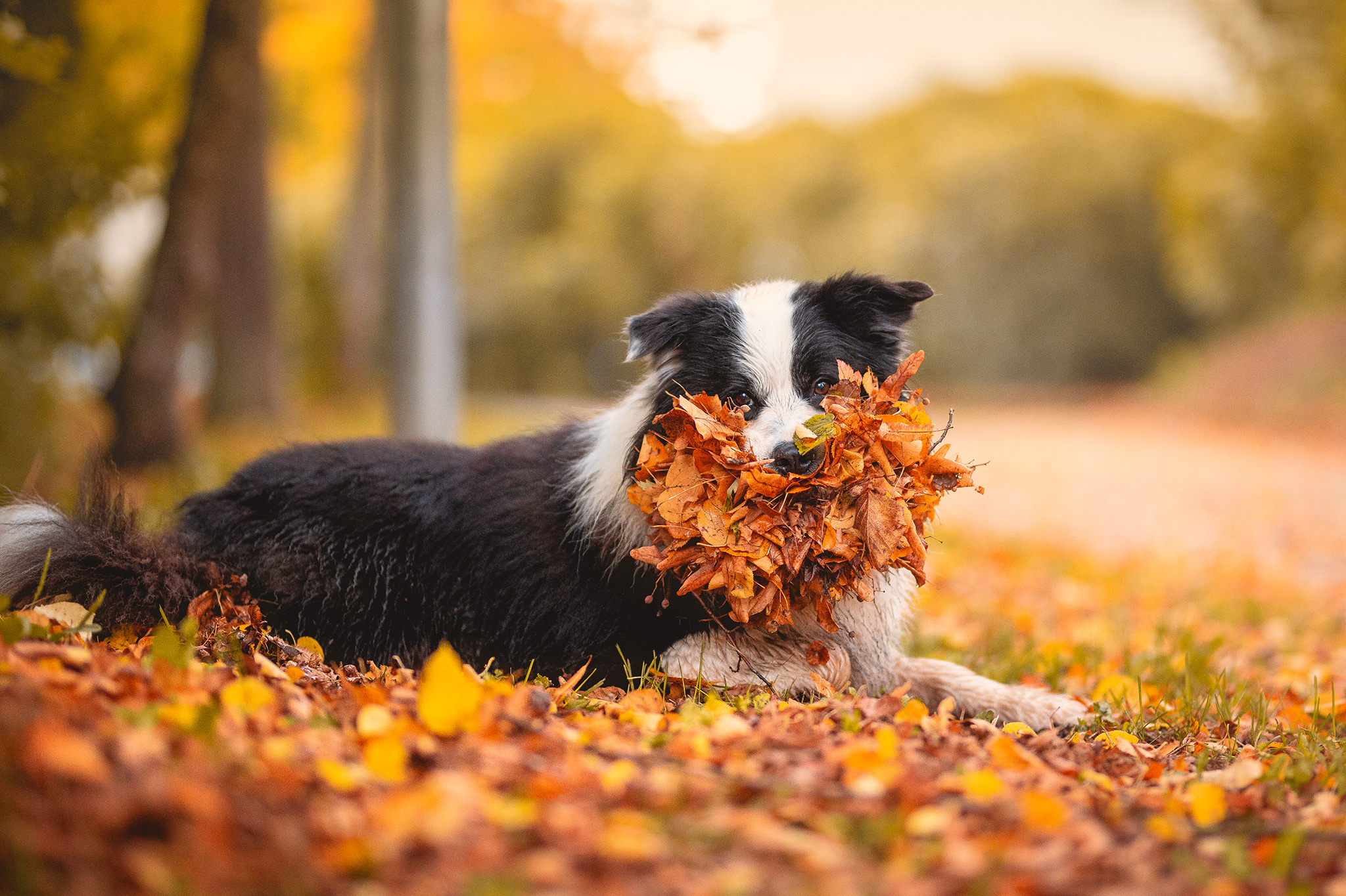 Border Collie Rüde Beau