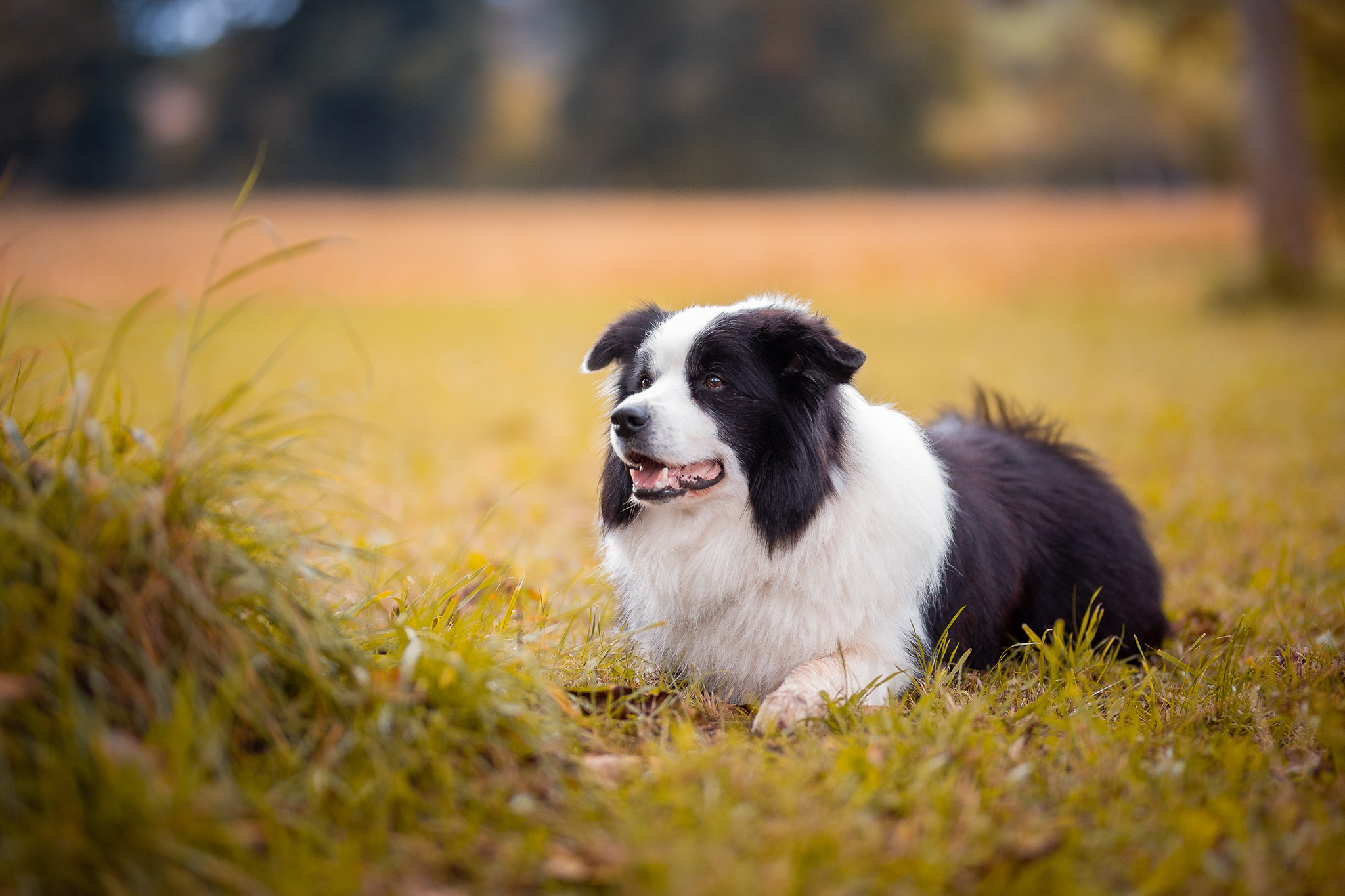 Border Collie Rüde Beau