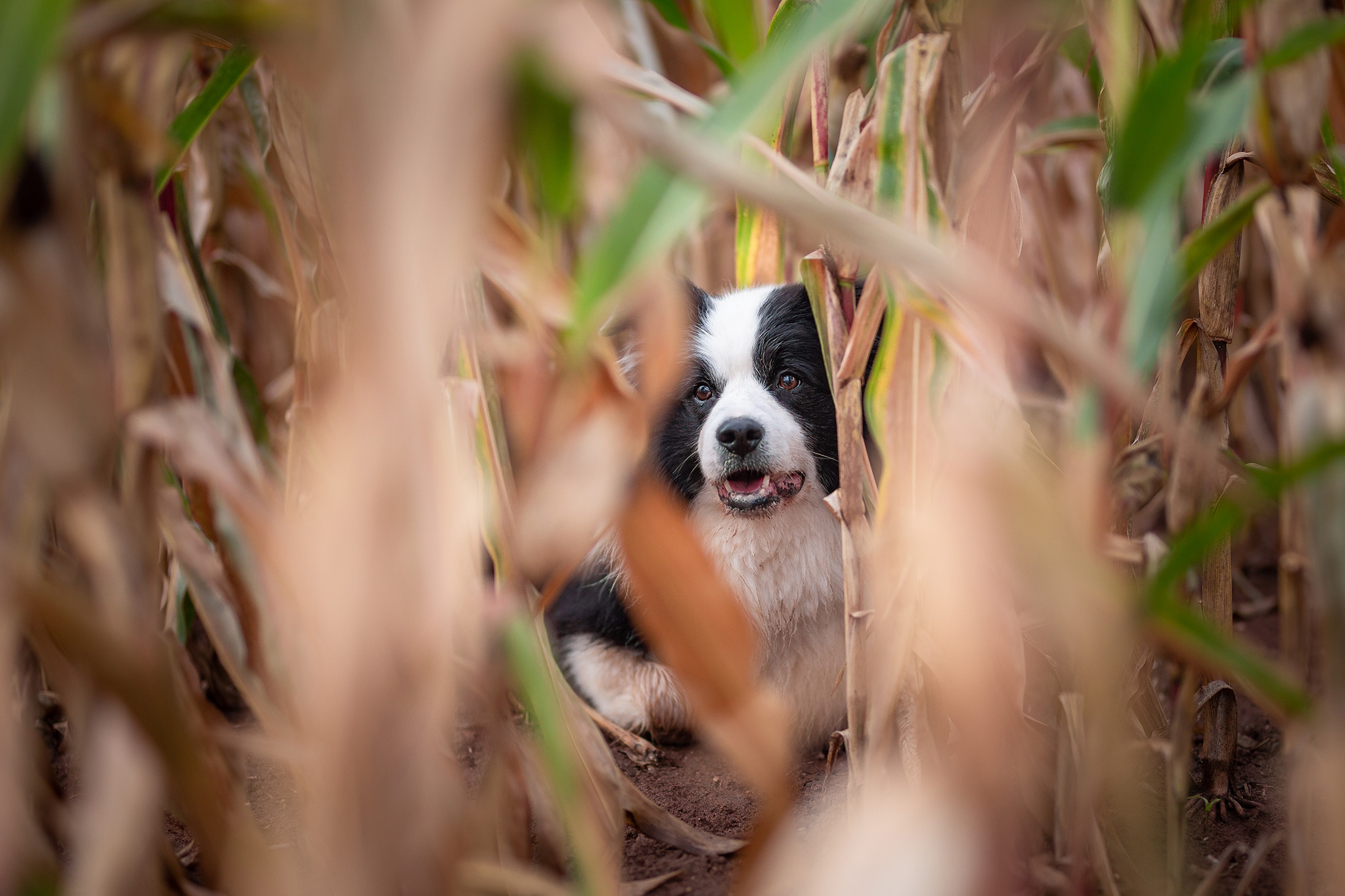 Border Collie Rüde Beau