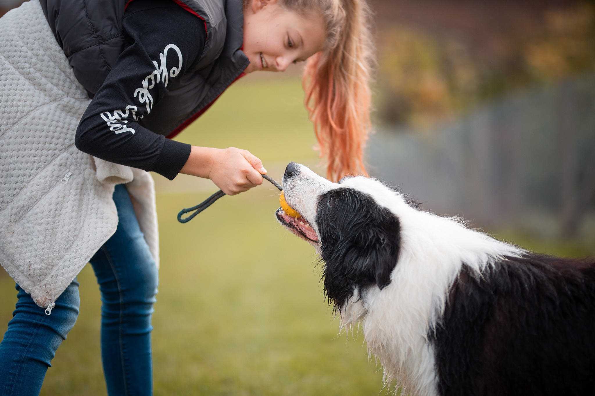 Border Collie Rüde Beau