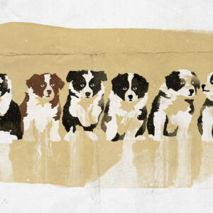 Illustration Border Collie Welpen