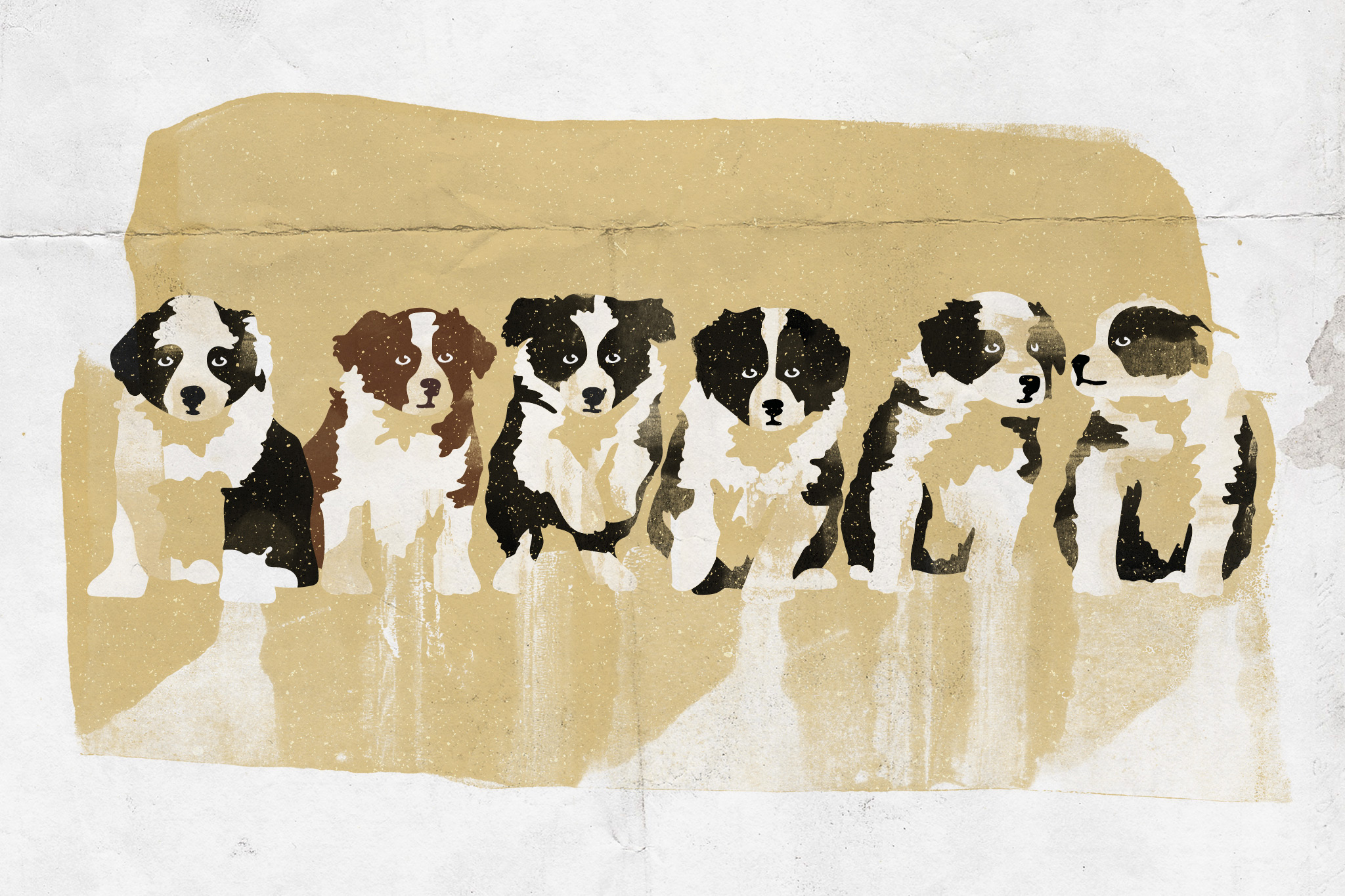 Illustration Border Collie Welpen