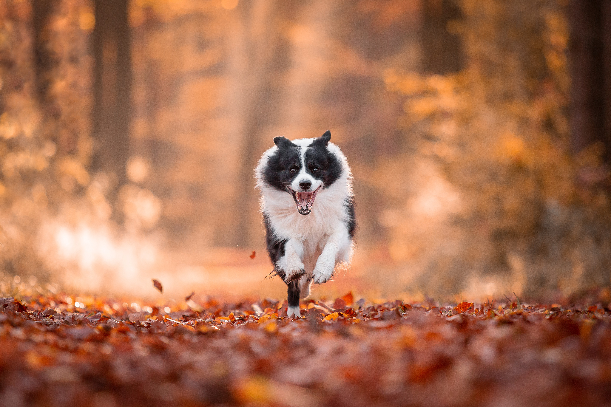 Border Collie rennt durch herbstlichen Wald