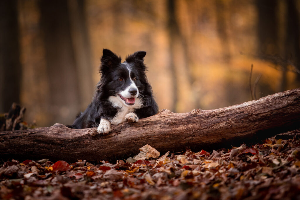 Border Collie Hündin Jill