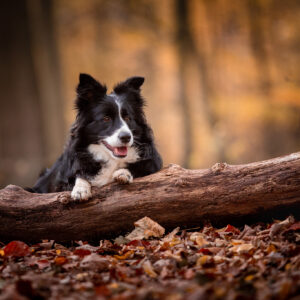 Border Collie Hündin Jill