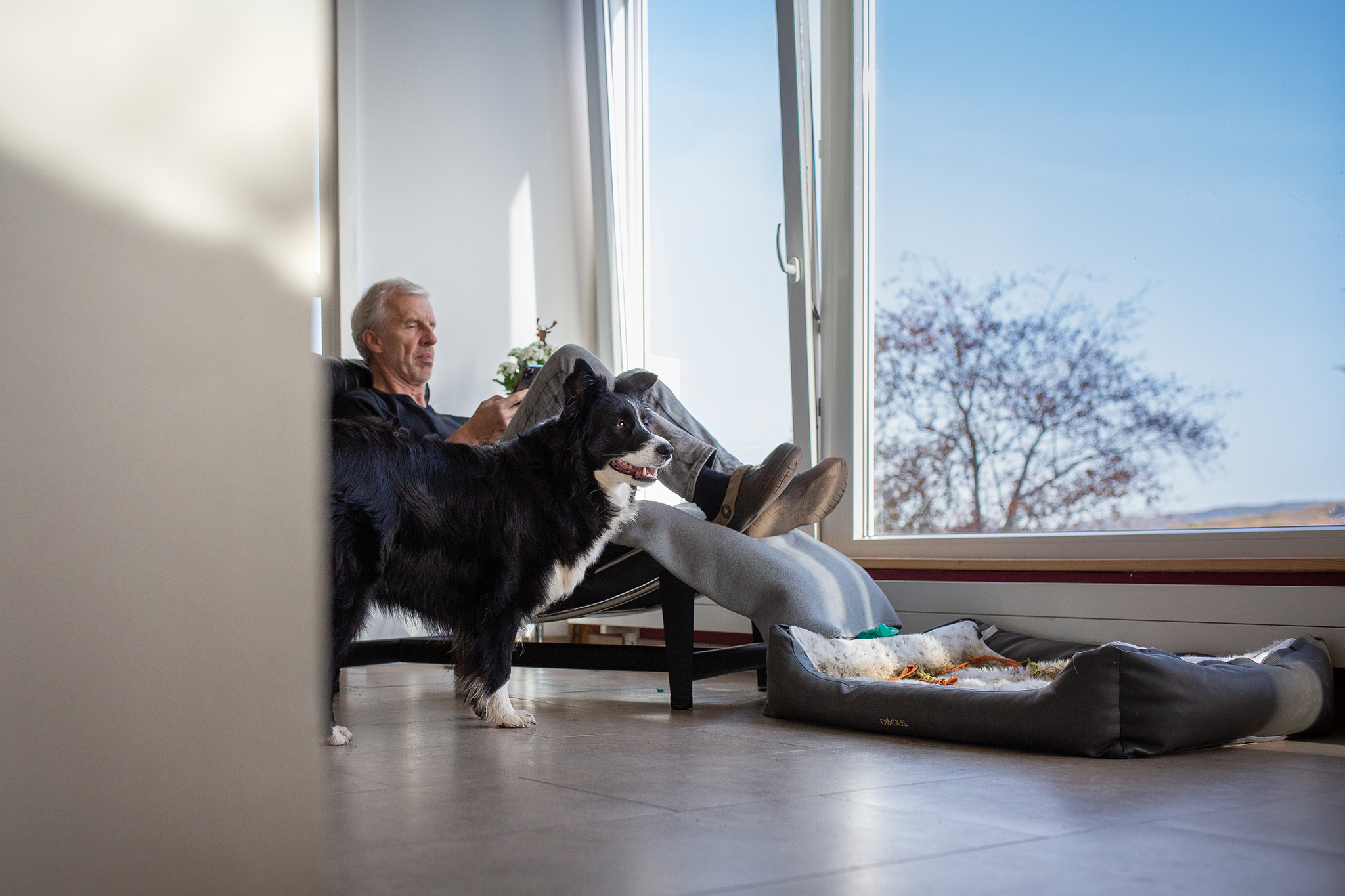 Border Collie Hündin Jill