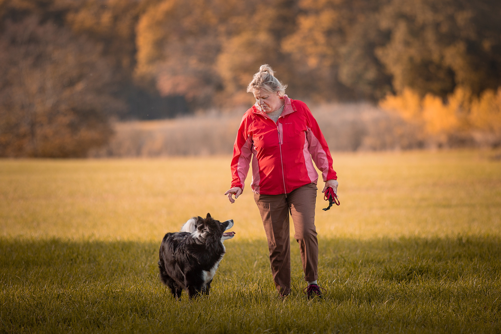 Border Collie Hündin Jill