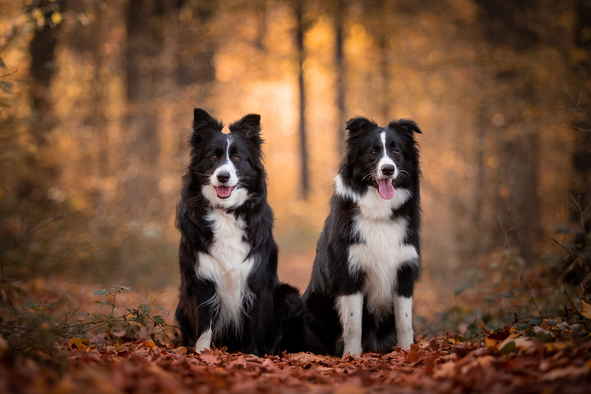 Border Collie Hündin Jill