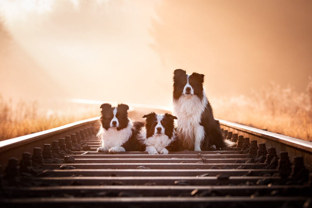 Drei Border Collies an einem Herbstmorgen auf den Bahngleisen