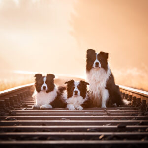 Drei Border Collies an einem Herbstmorgen auf den Bahngleisen