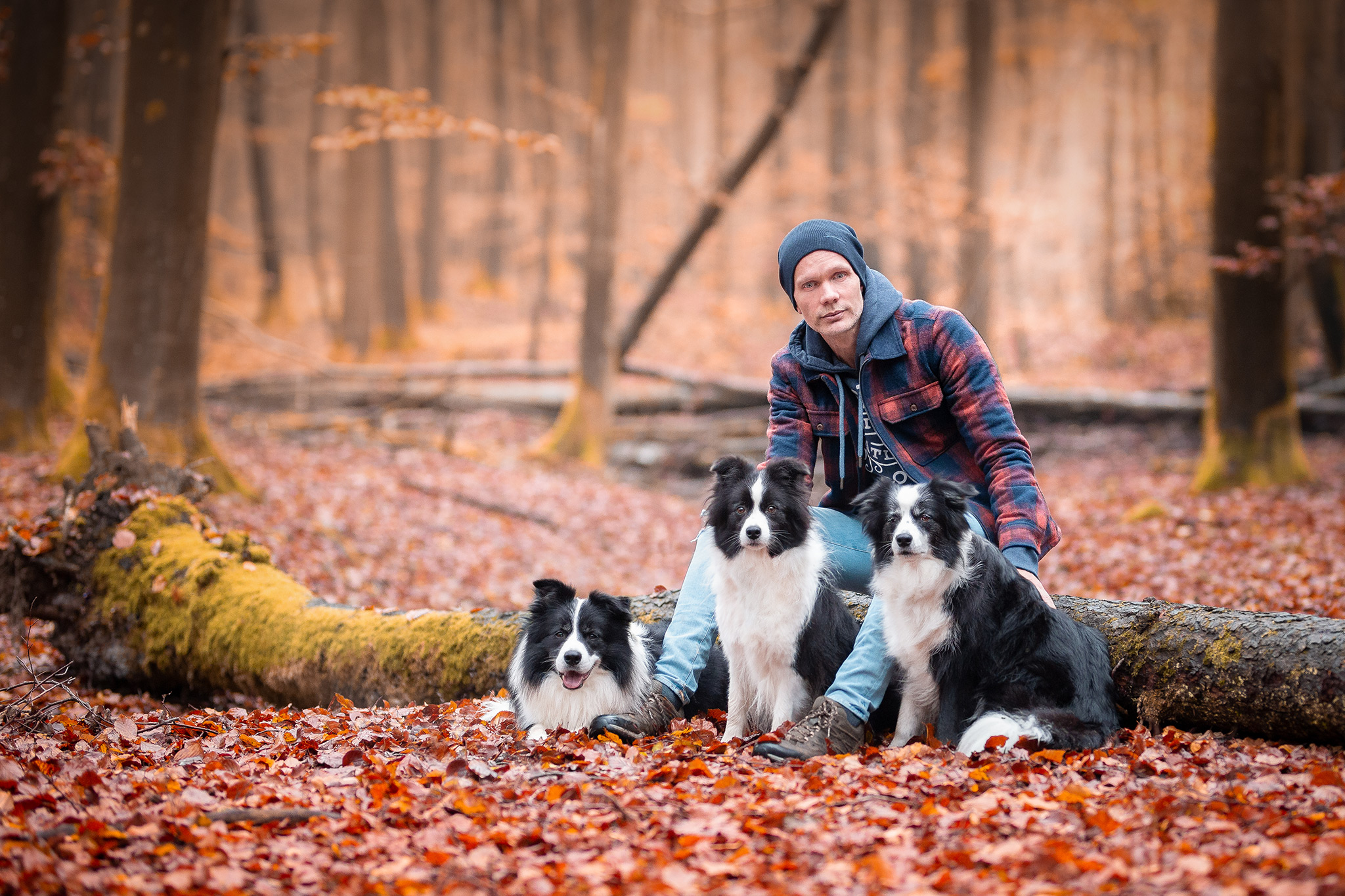 Border Collie Züchter mit seinen Hunden