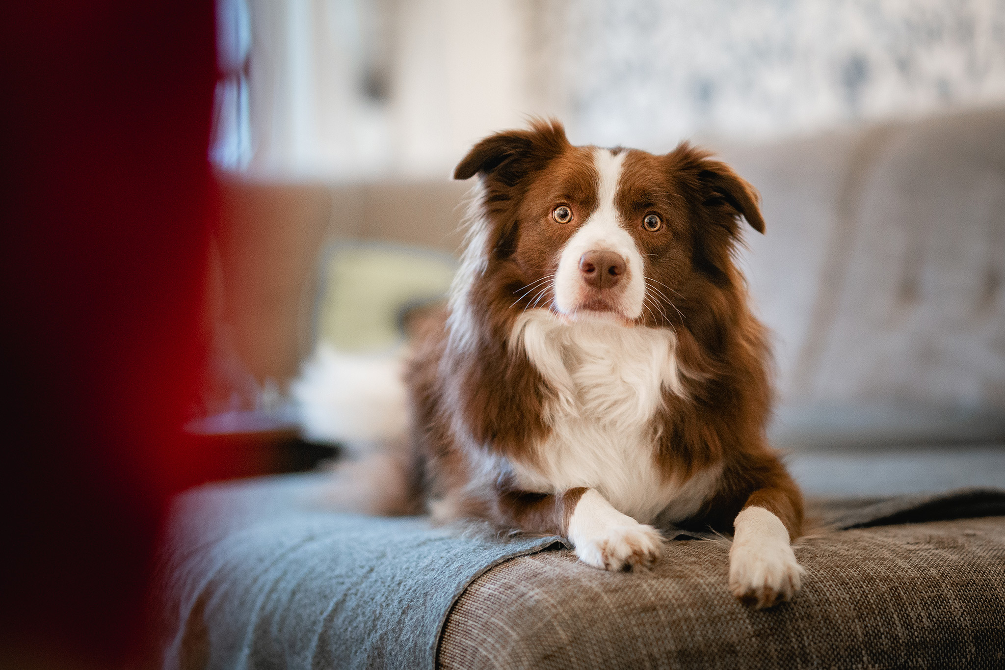 Border Collie chocolate, braun