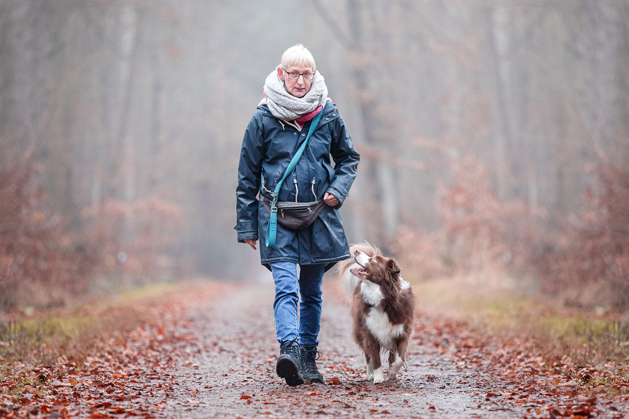 Border Collie chocolate, braun