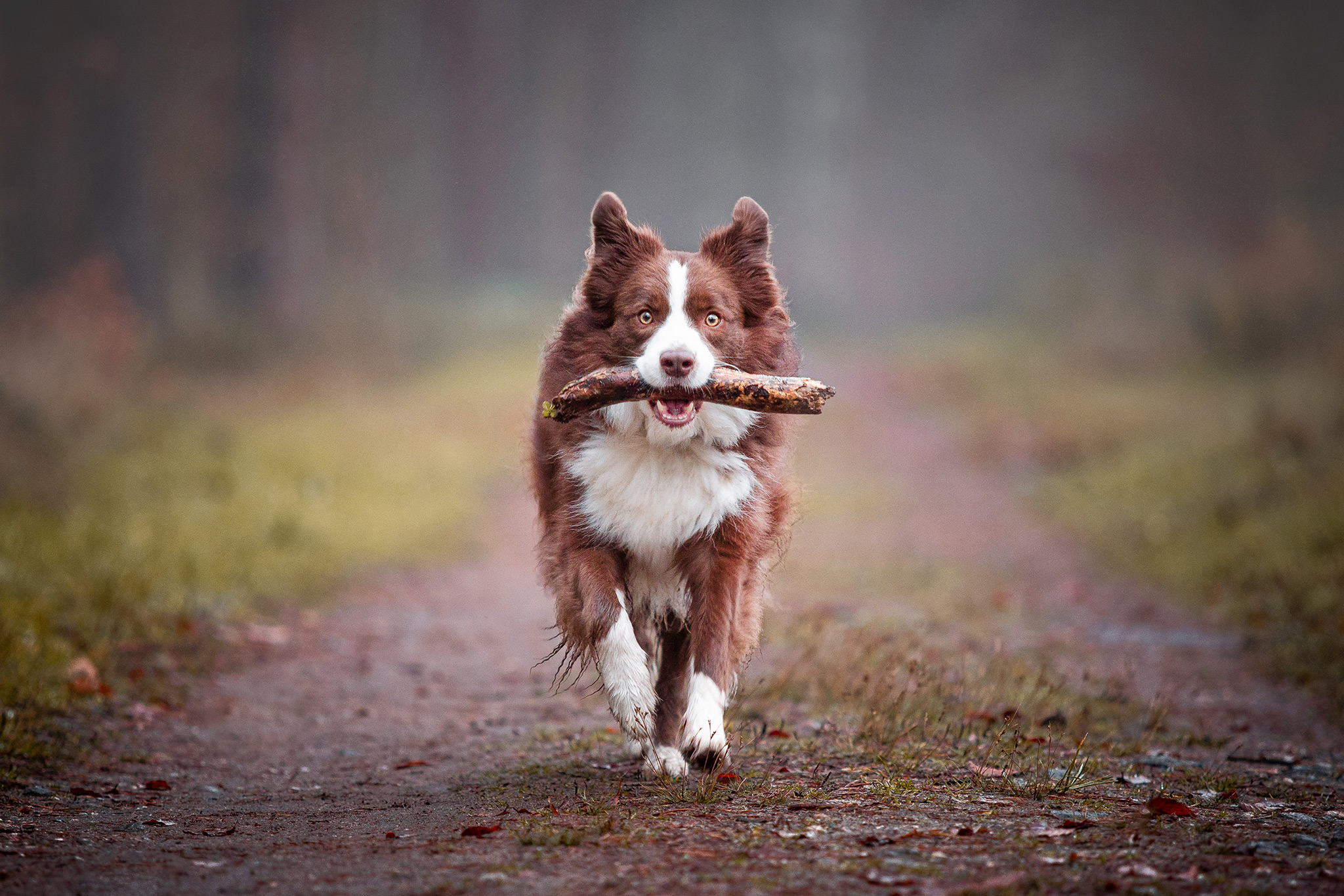 Border Collie chocolate, braun