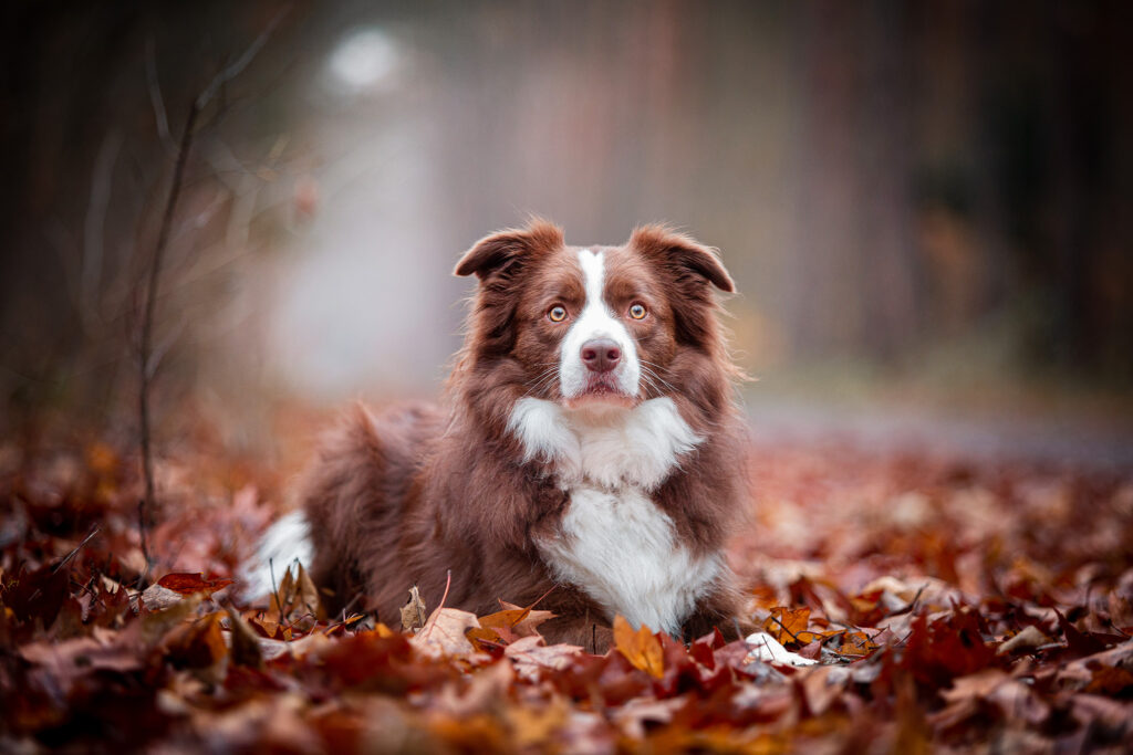 Border Collie chocolate, braun