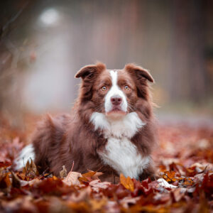 Border Collie chocolate, braun