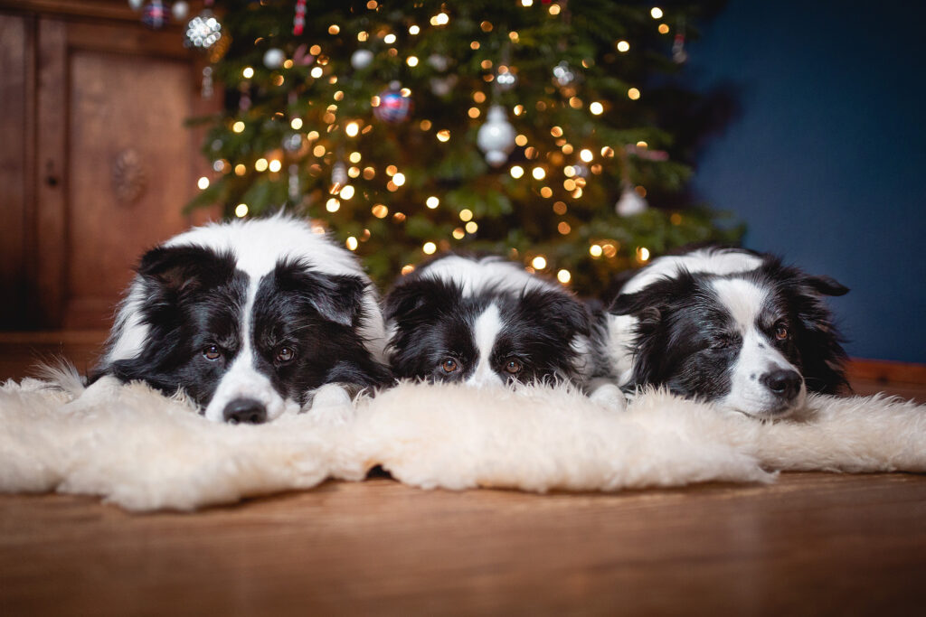 Border Collies unter dem Weihnachtsbaum