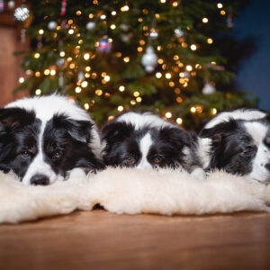 Border Collies unter dem Weihnachtsbaum