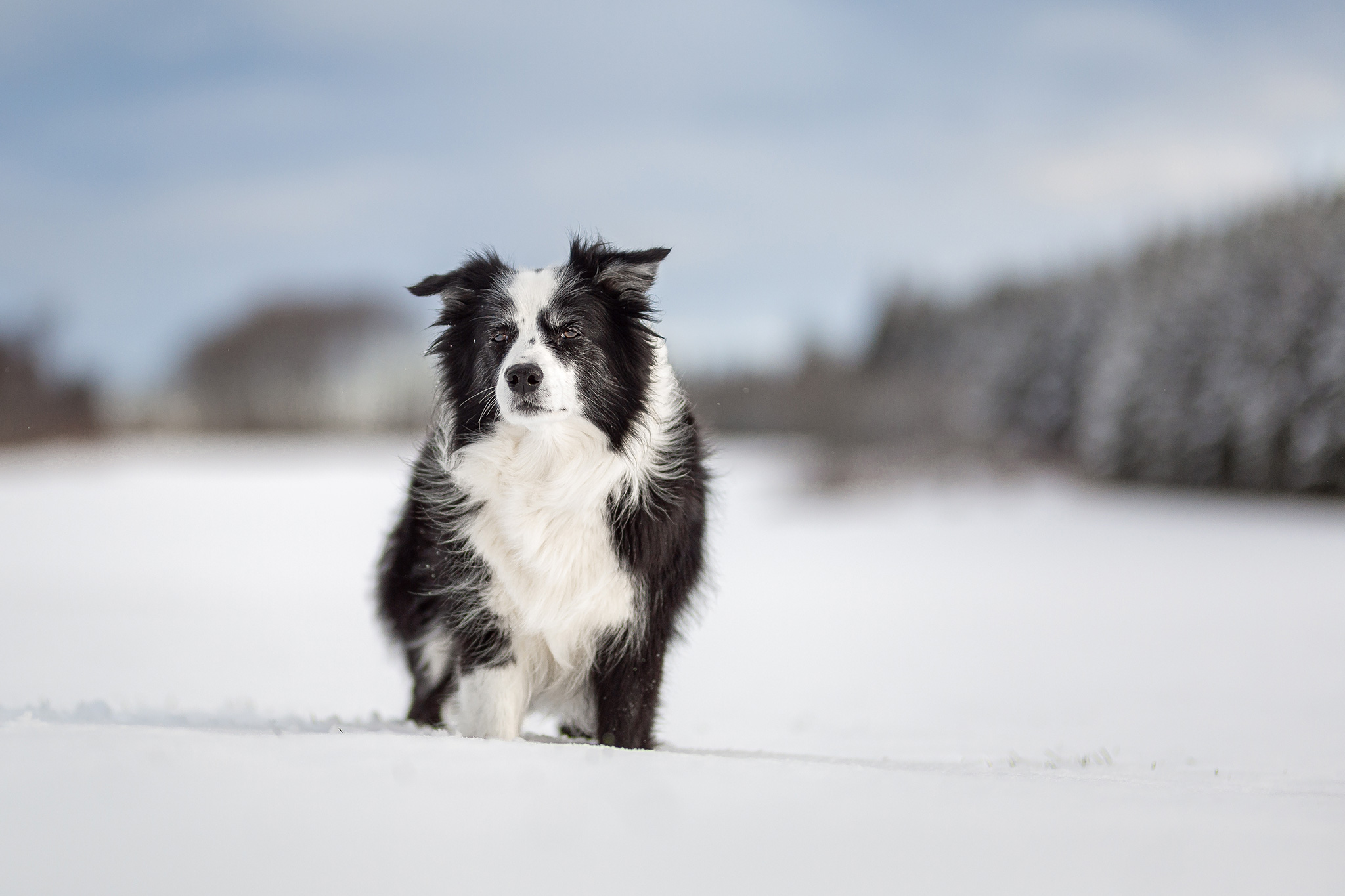 Border Collie Hündin im Schnee auf der Fuchskaute im Westerwald