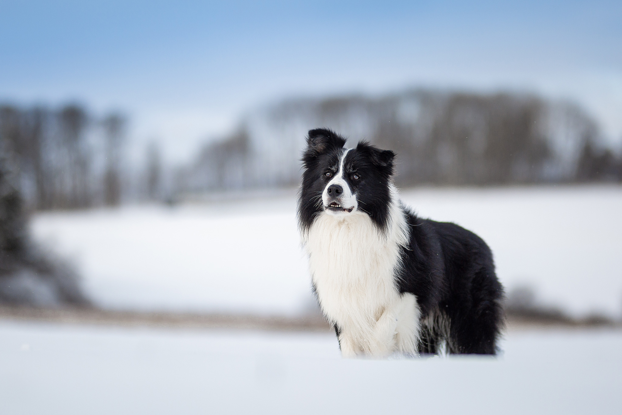 Border Collie im Schnee auf der Fuchskaute im Westerwald