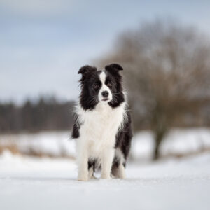 Border Collie Hündin im Schnee auf der Fuchskaute im Westerwald