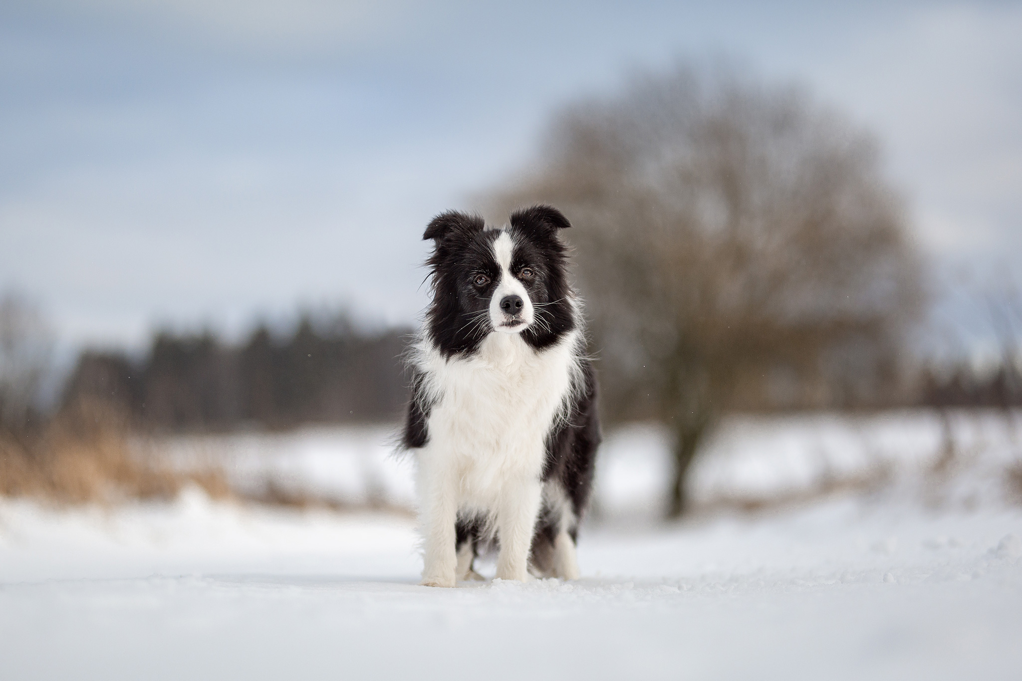 28|12|2020 – Schneespaziergang auf der Fuchskaute: Heidi