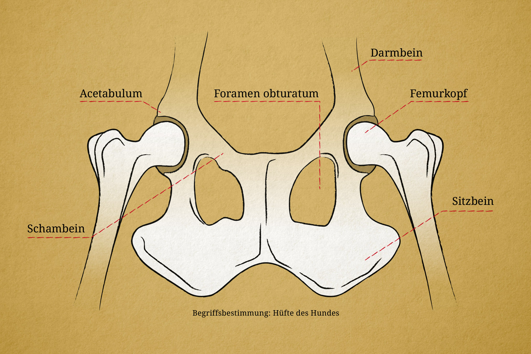 Hüfte eines Hundes, Illustration, Fachbegriffe