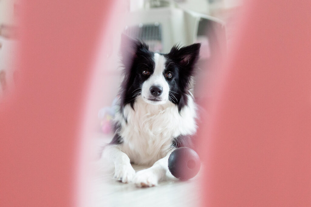 Border Collie Hündin, Zuchthündin