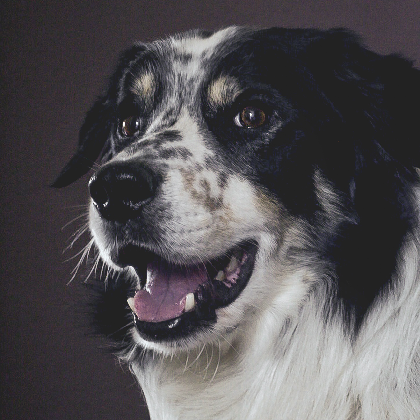 Border Collie Rüde Bram von der Leimkaul, Linus