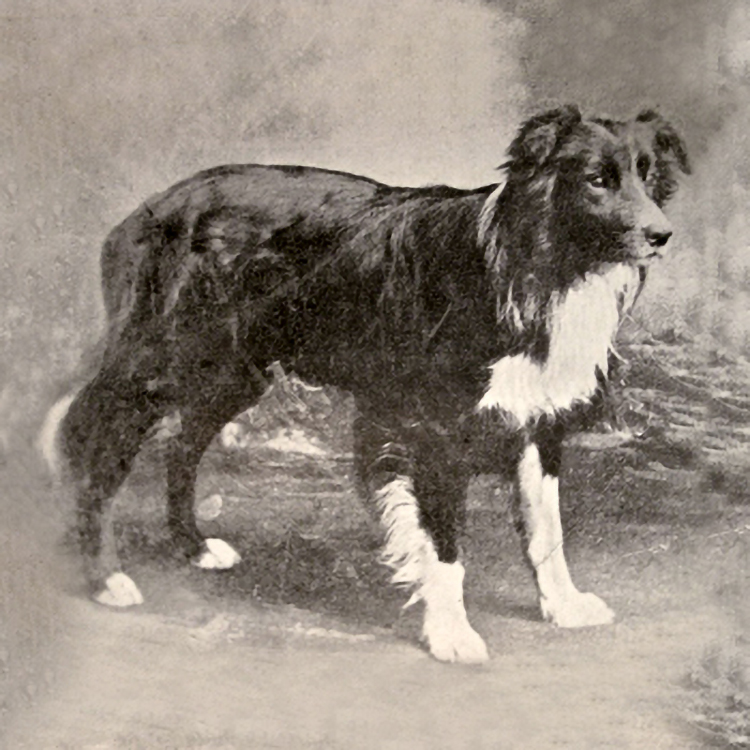 Old Hemp Border Collie