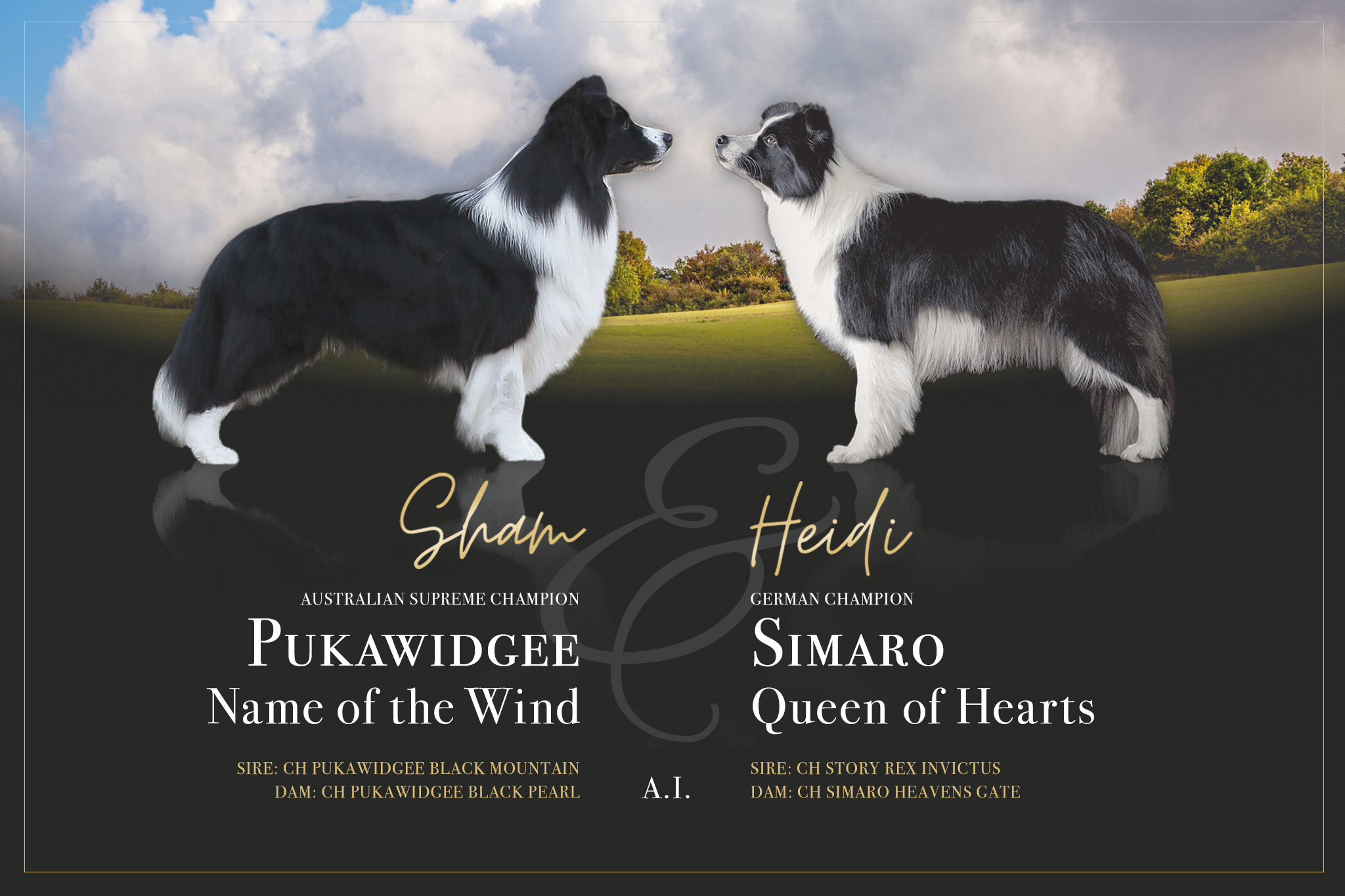 Broadmeadows H-Litter: Pukawidgee Name of the Wind x Simaro Queen of Hearts