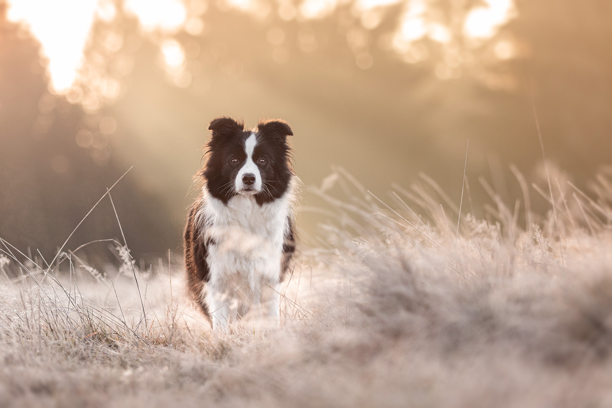 Border Collie Hündin Heidi im ersten Frost auf der Fuchskaute