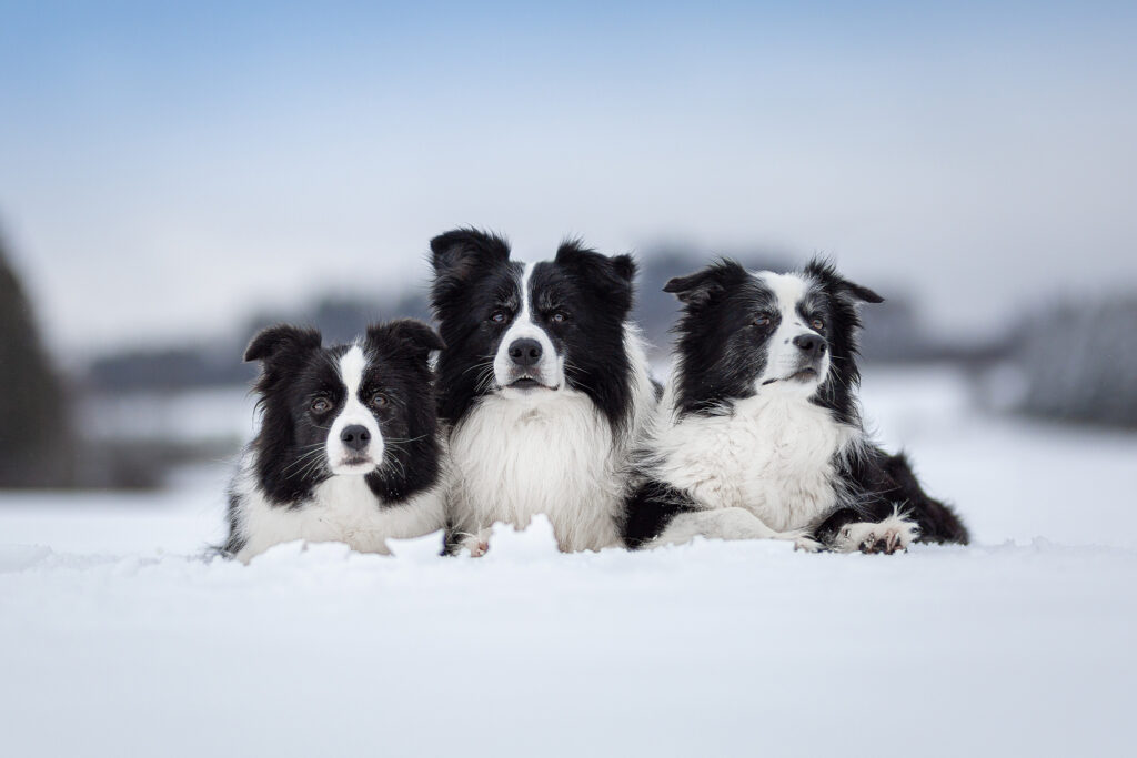 Drei Border Collies im Schnee: Heidi, Zion und Nell