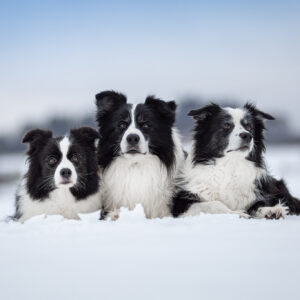 Drei Border Collies im Schnee: Heidi, Zion und Nell