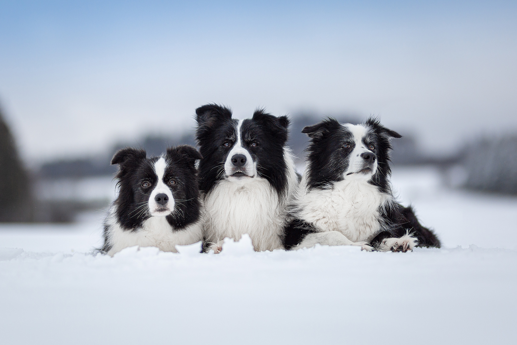 28|12|2020 – Unsere Border Collies im Schnee: Heidi, Zion und Nell