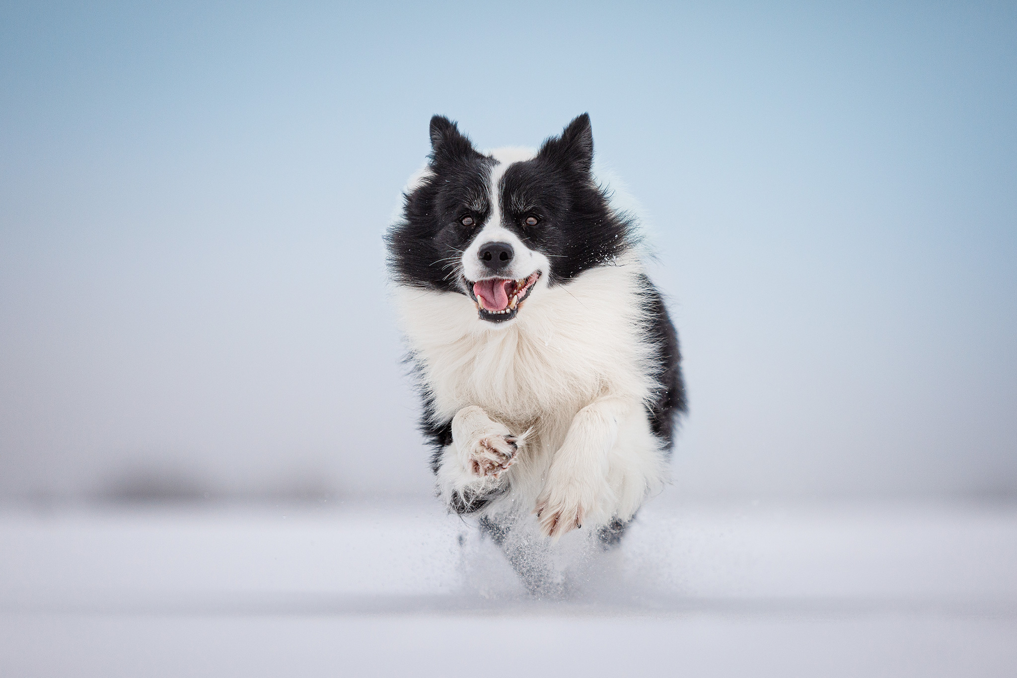 Border Collie Rüde rennt durch den Schnee