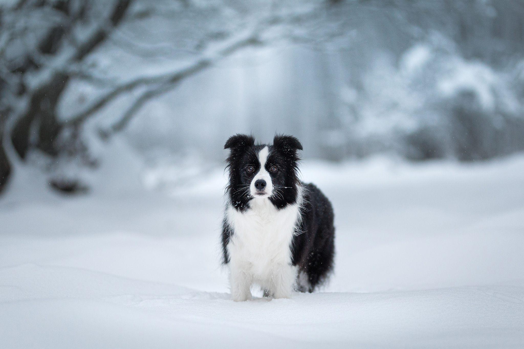 Border Collie Hündin am verschneiten Höllkopf im Westerwald