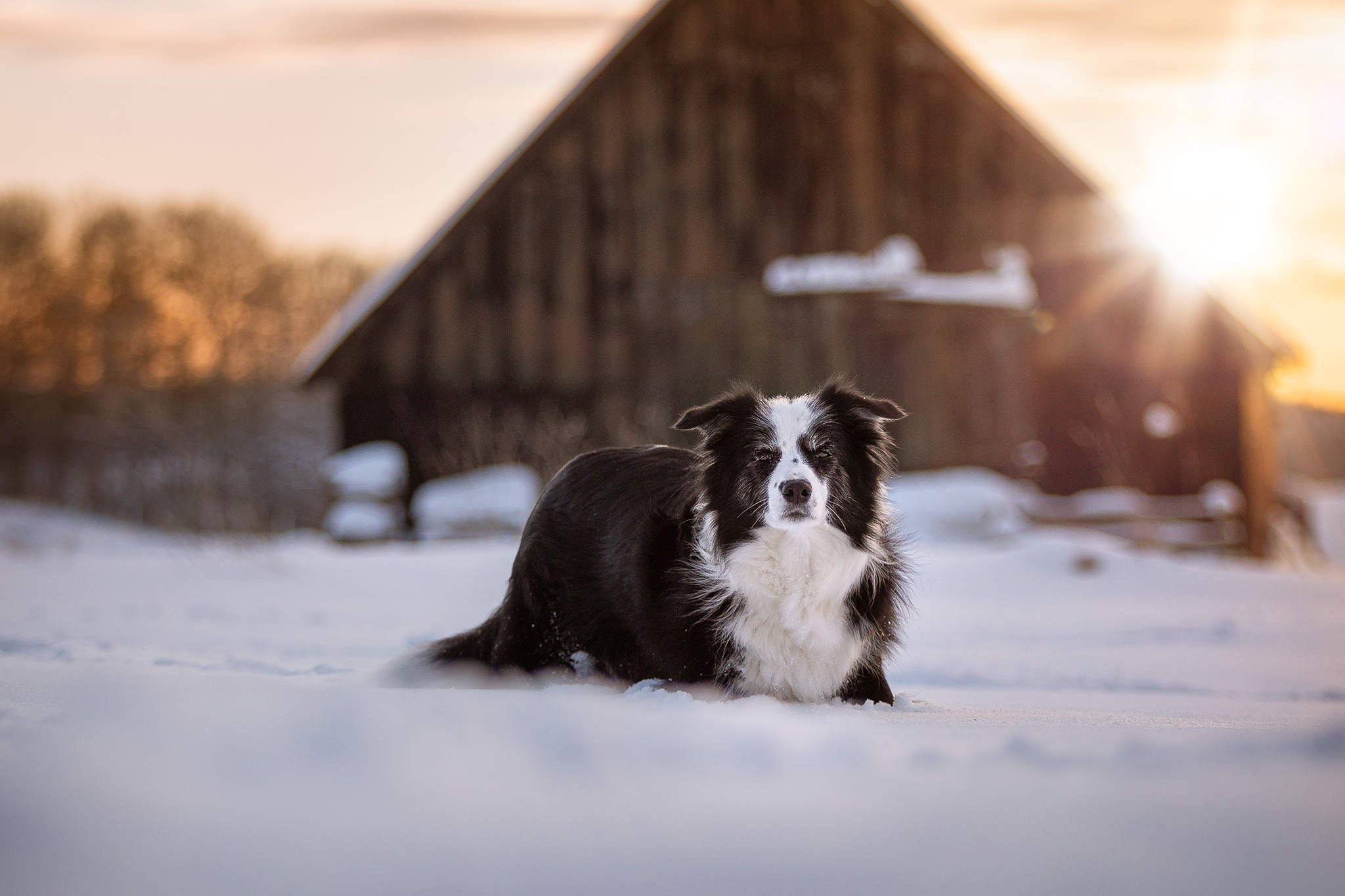 Border Collie Hündin im Schnee bei Waigandshain, Westerwald