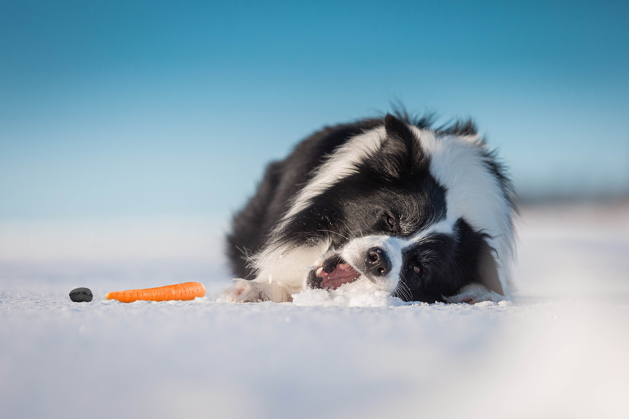 Border Collie mit Schneemann Olaf