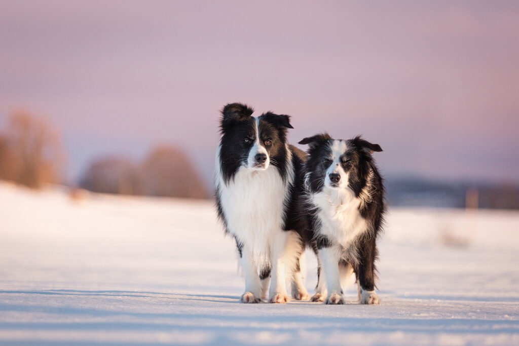 Zwei Border Collies im Schnee bei Sonnenaufgang