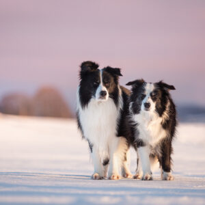 Zwei Border Collies im Schnee bei Sonnenaufgang