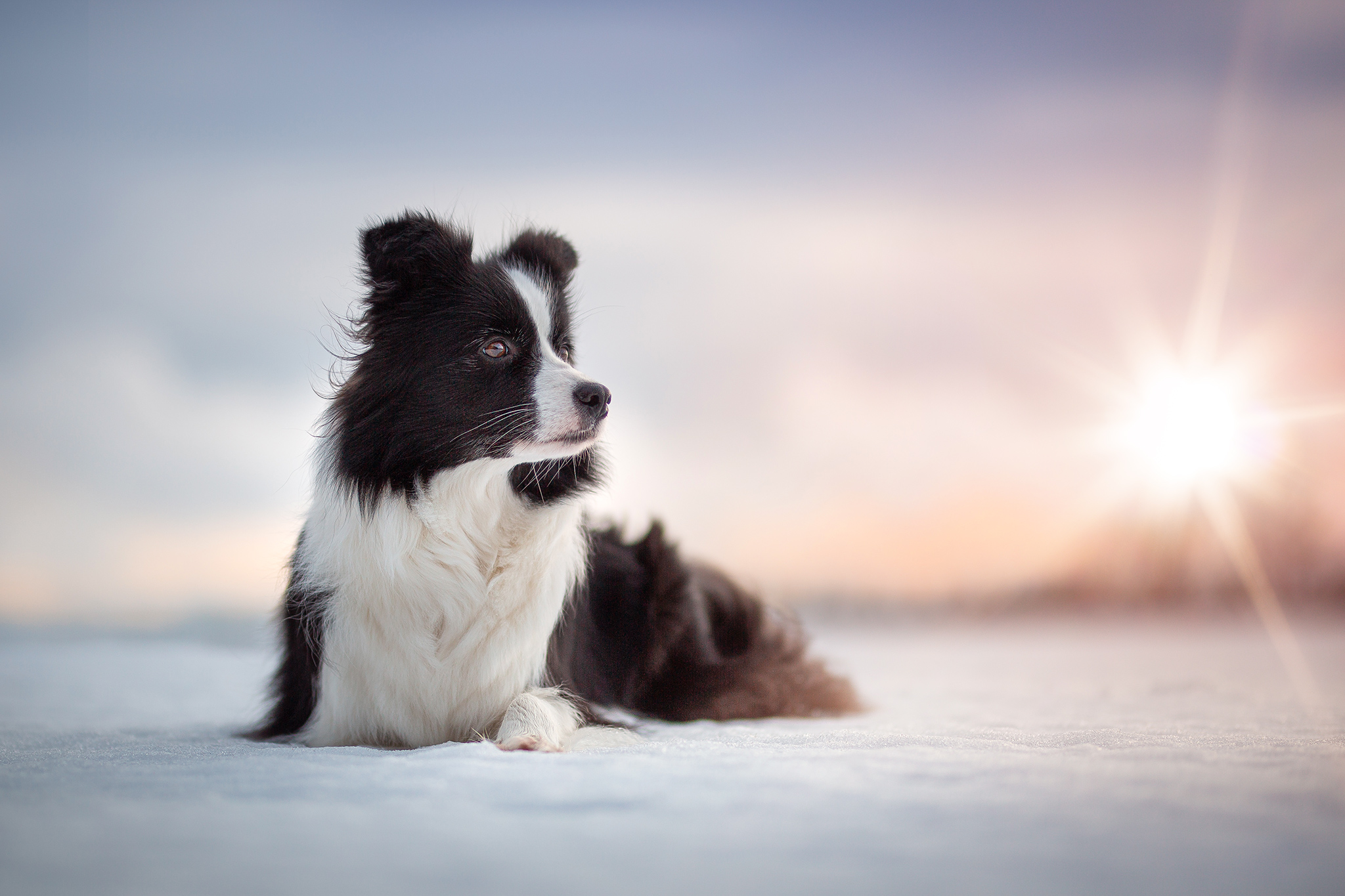 Border Collie Hündin Heidi im Schnee bei Sonnenuntergang