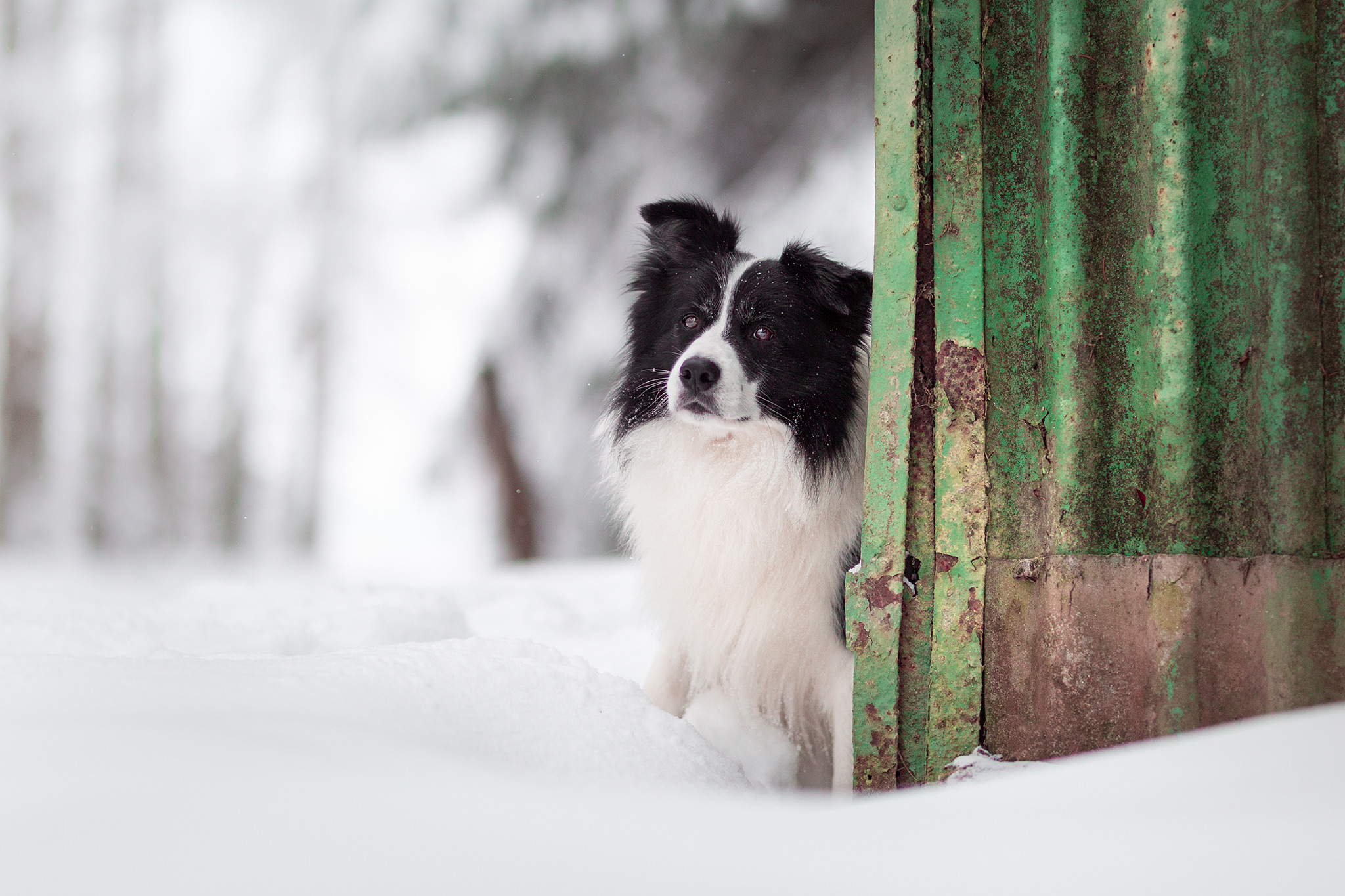 Border Collie im Schnee im Westerwald