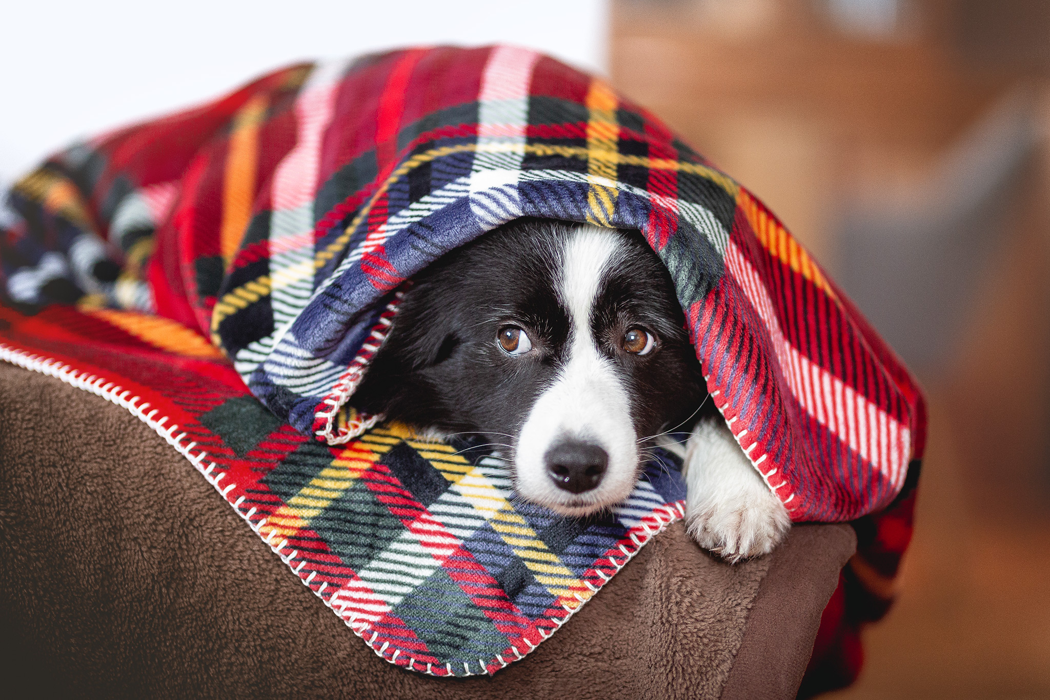 Border Collie Hündin unter Decke mit schottischem Tartan-Muster